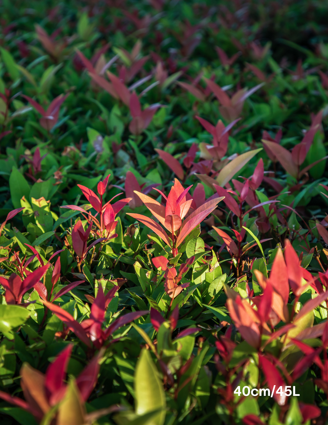 Photinia robusta - Evergreen Trees Direct