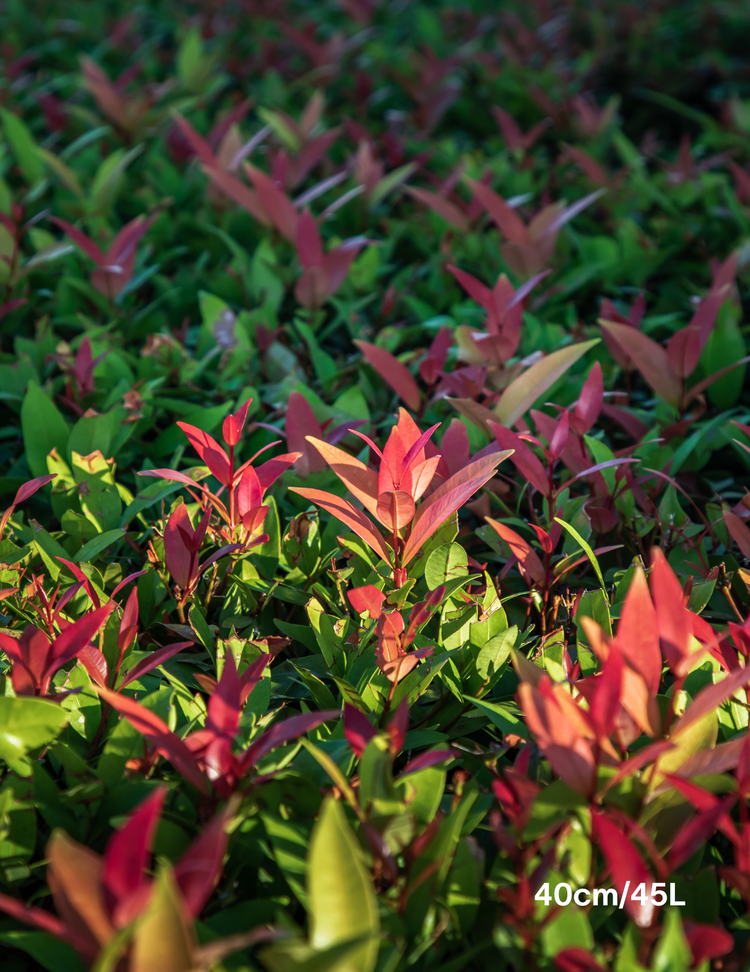 Photinia robusta