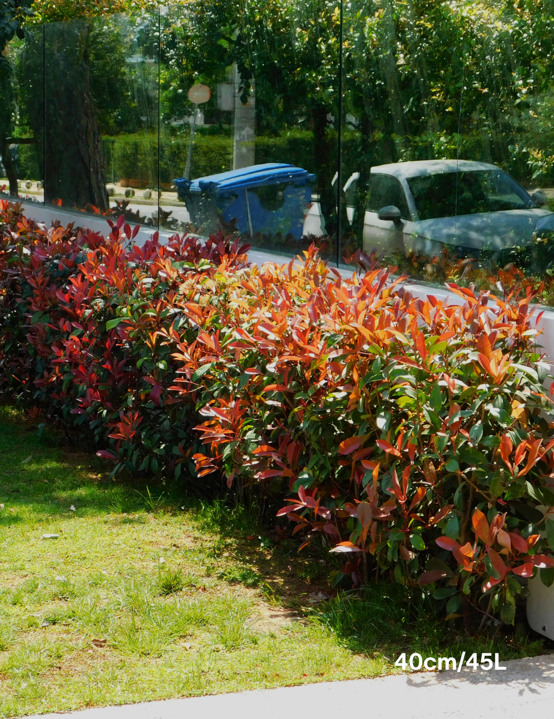 Photinia robusta - Evergreen Trees Direct