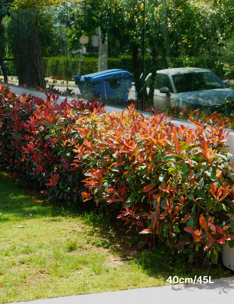 Photinia robusta