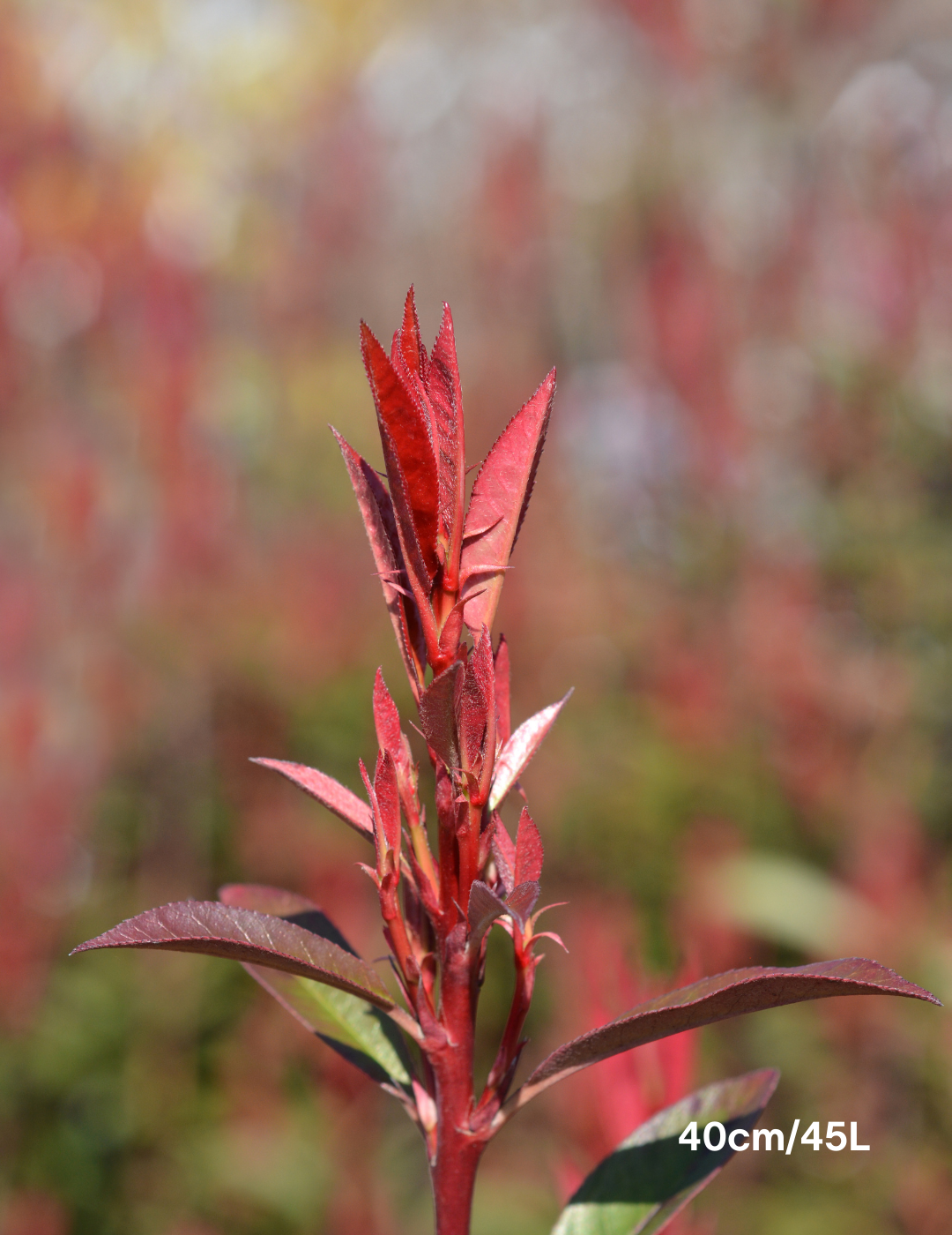 Photinia robusta - Evergreen Trees Direct