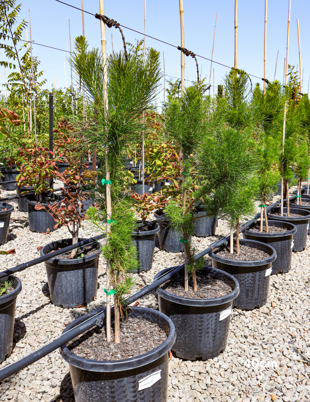 Pinus Halipensis - Evergreen Trees Direct