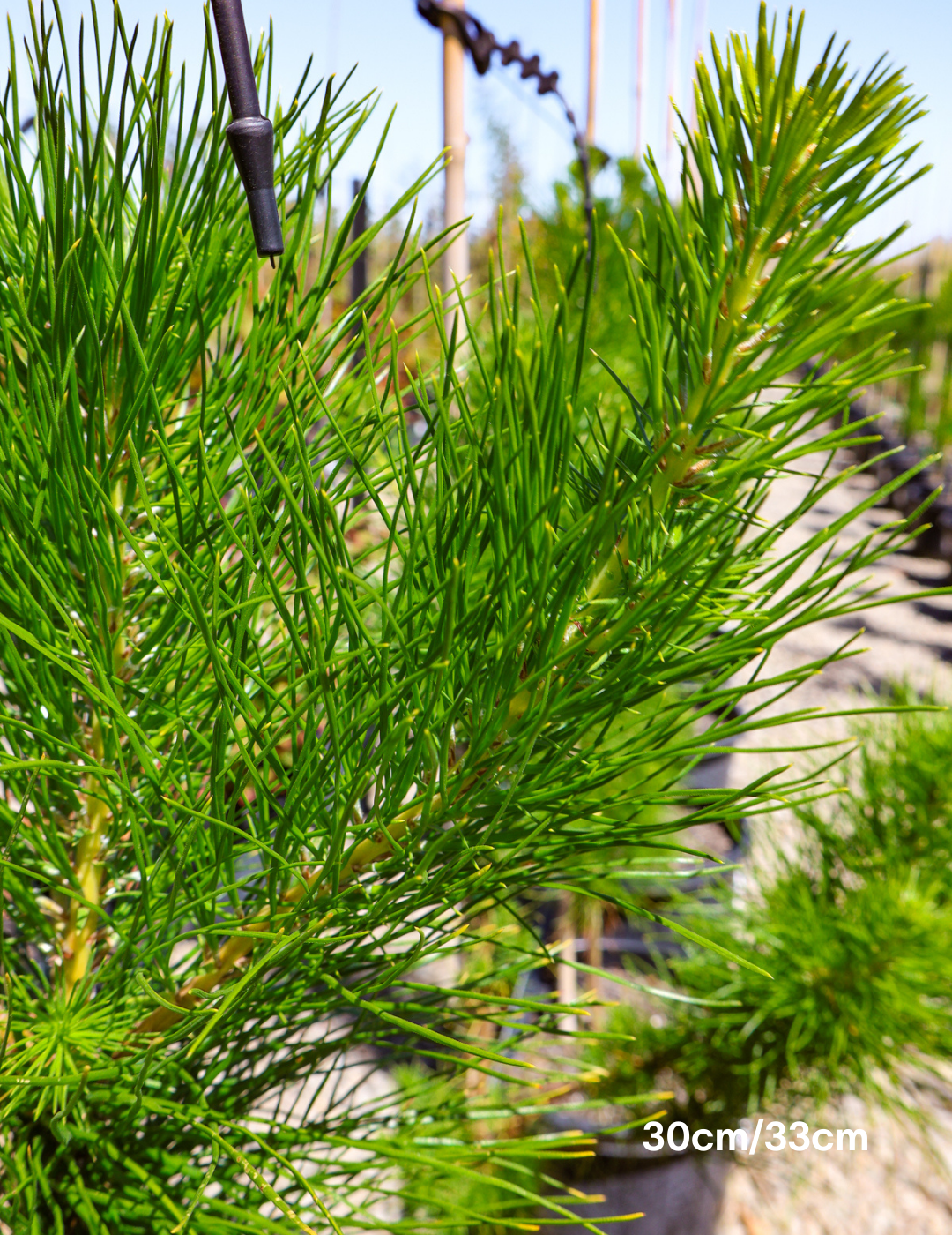 Pinus Halipensis - Evergreen Trees Direct