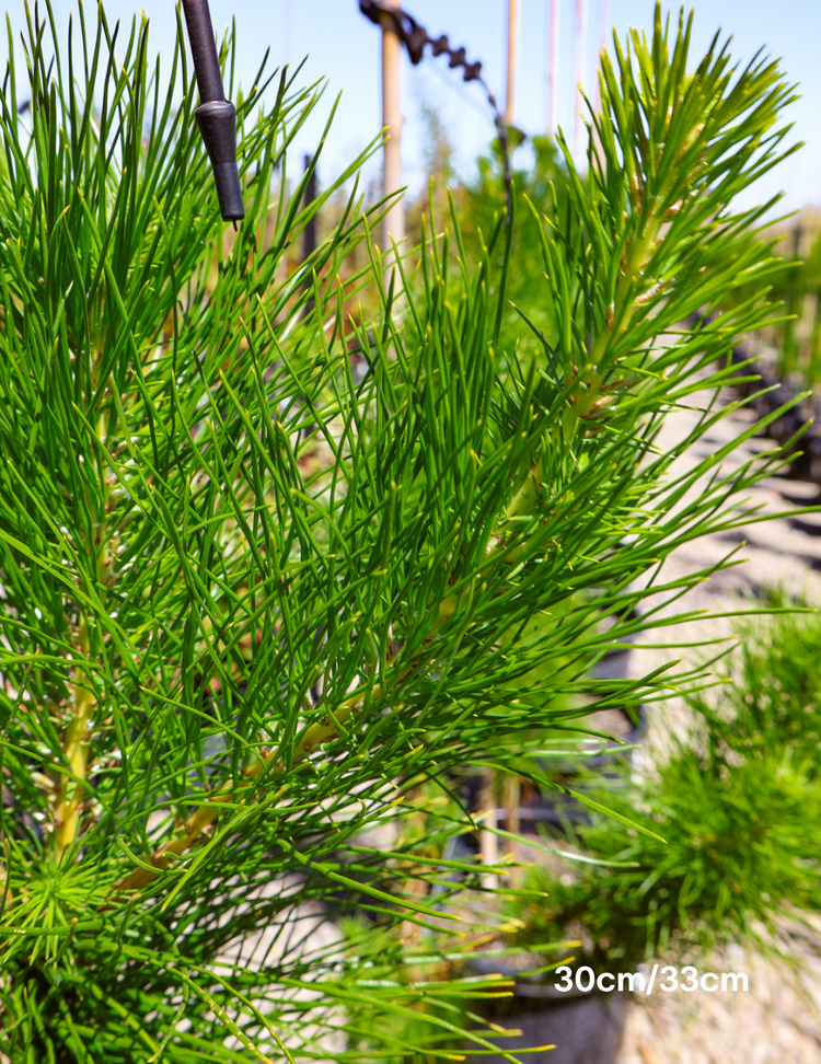 Pinus Halipensis