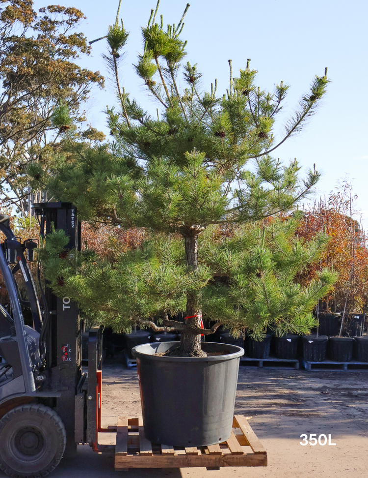 Pinus Thunbergii