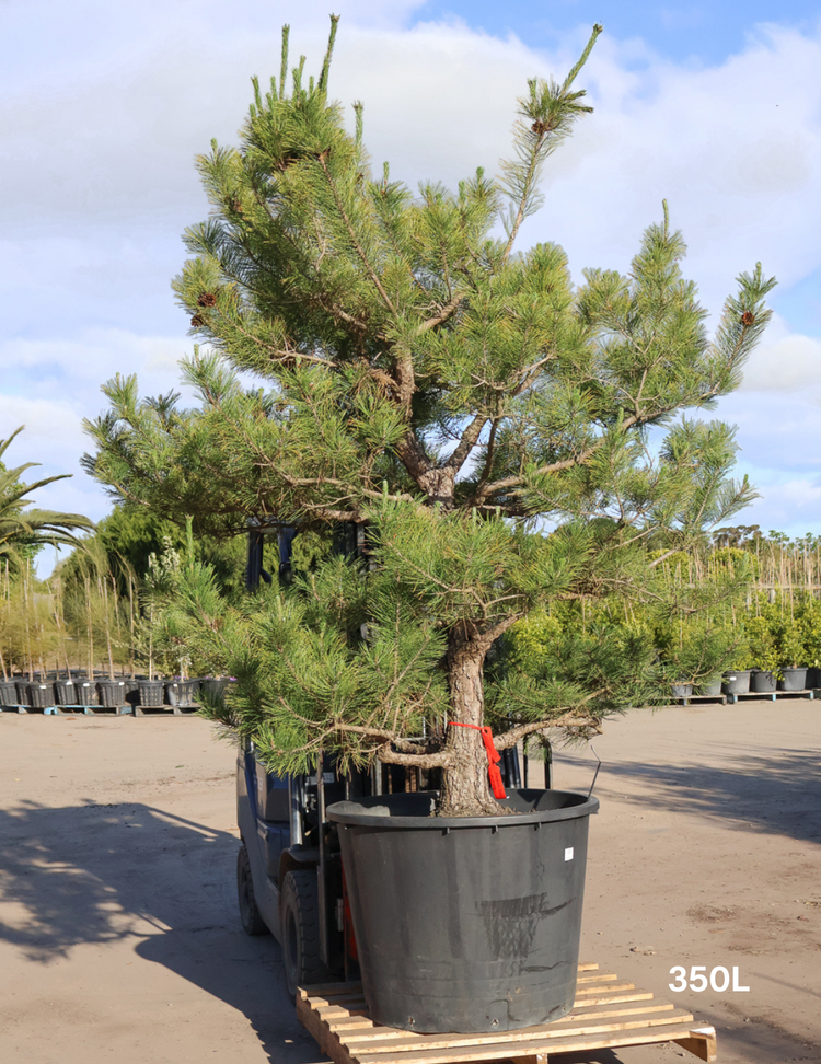 Pinus Thunbergii