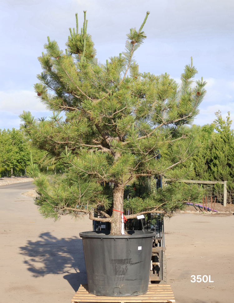 Pinus Thunbergii