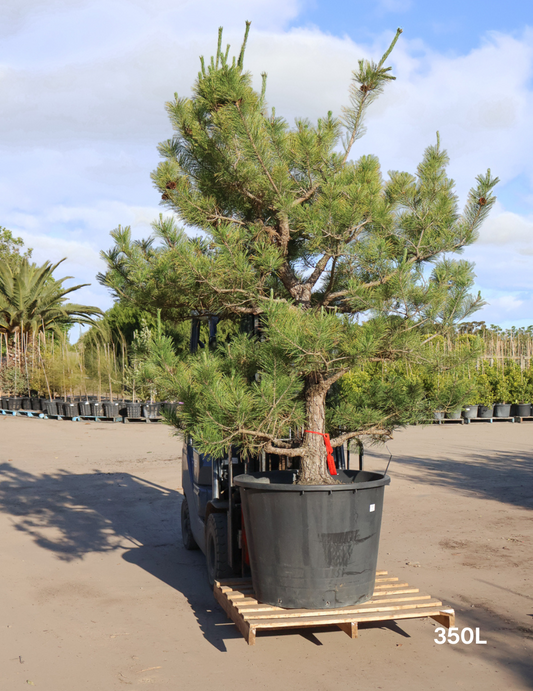 Pinus Thunbergii