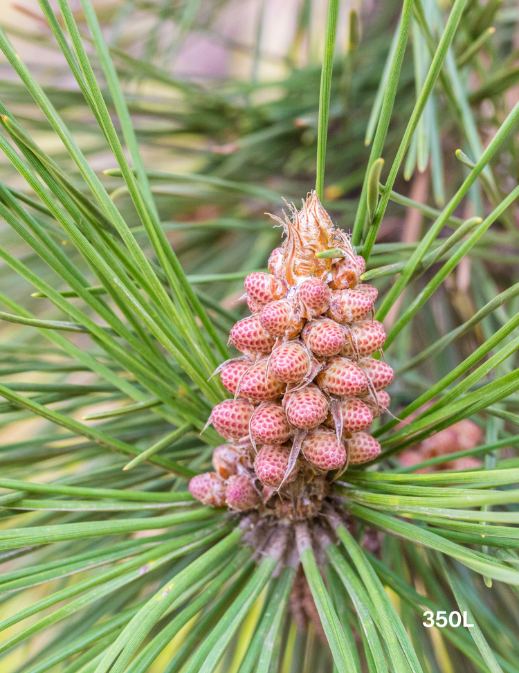 Pinus Thunbergii