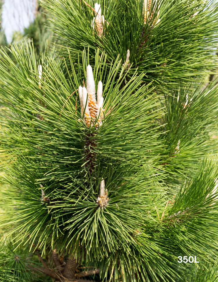 Pinus Thunbergii