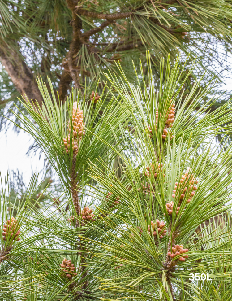 Pinus Thunbergii