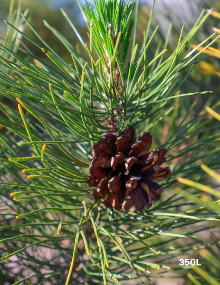 Pinus Thunbergii