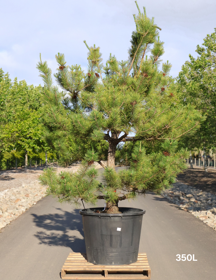 Pinus Thunbergii