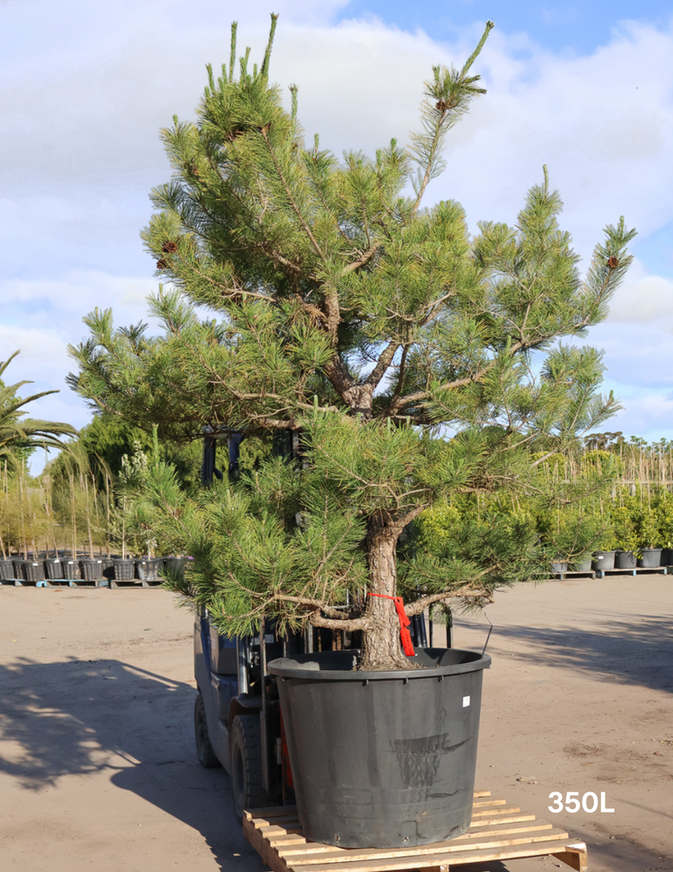 Pinus Thunbergii