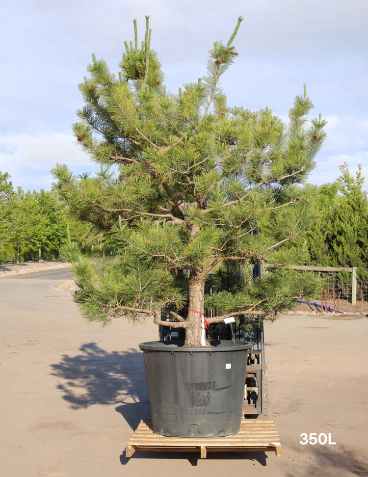 Pinus Thunbergii