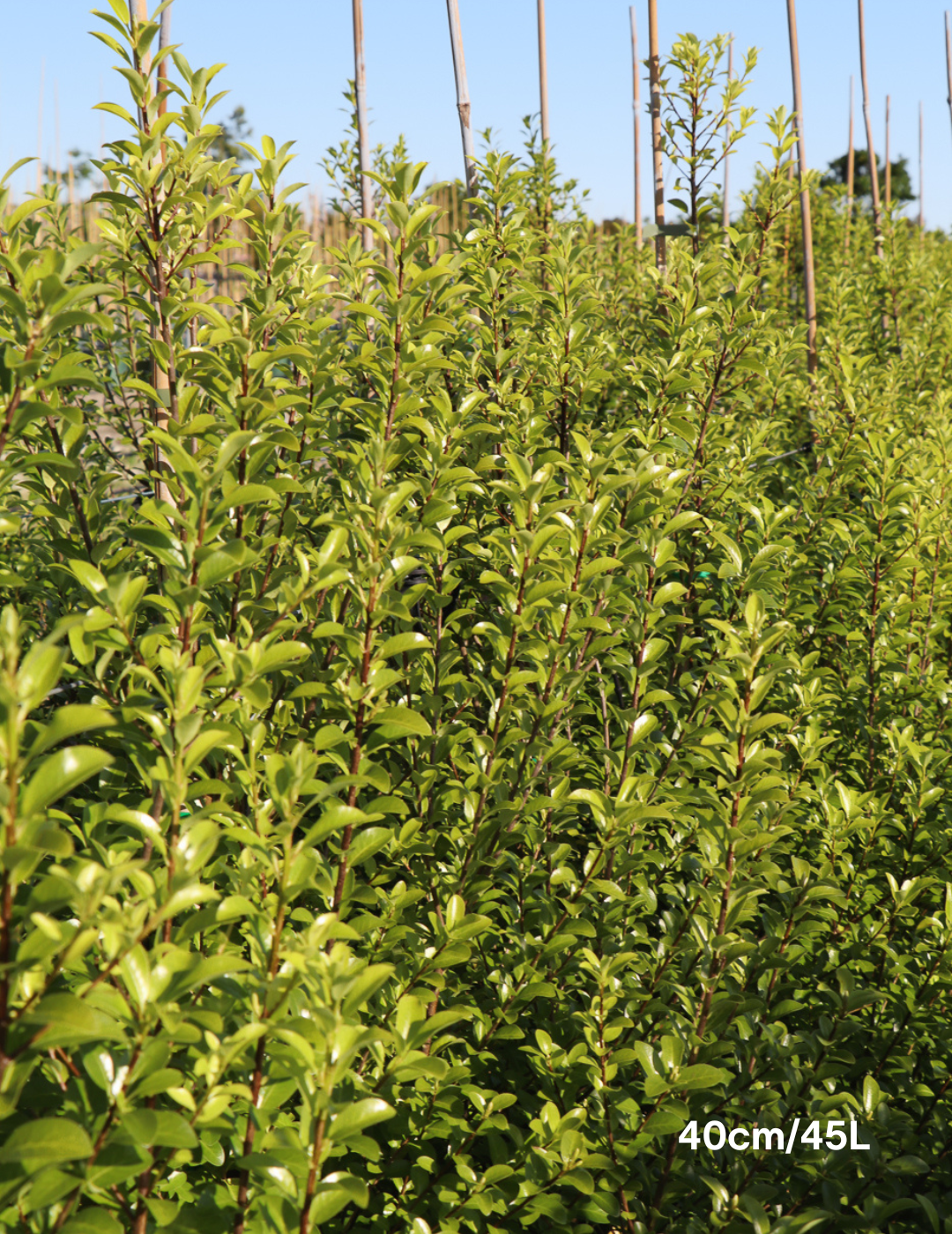 Pittosporum tenufolium 'Wonder Screen' - Evergreen Trees Direct