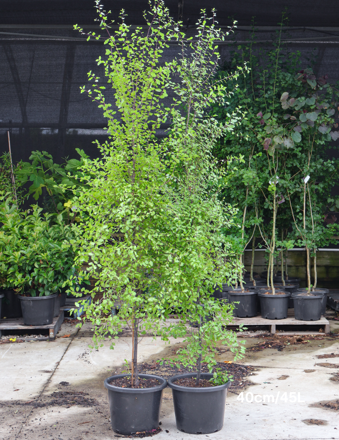 Pittosporum tenuifolium 'Silver Sheen' - Evergreen Trees Direct