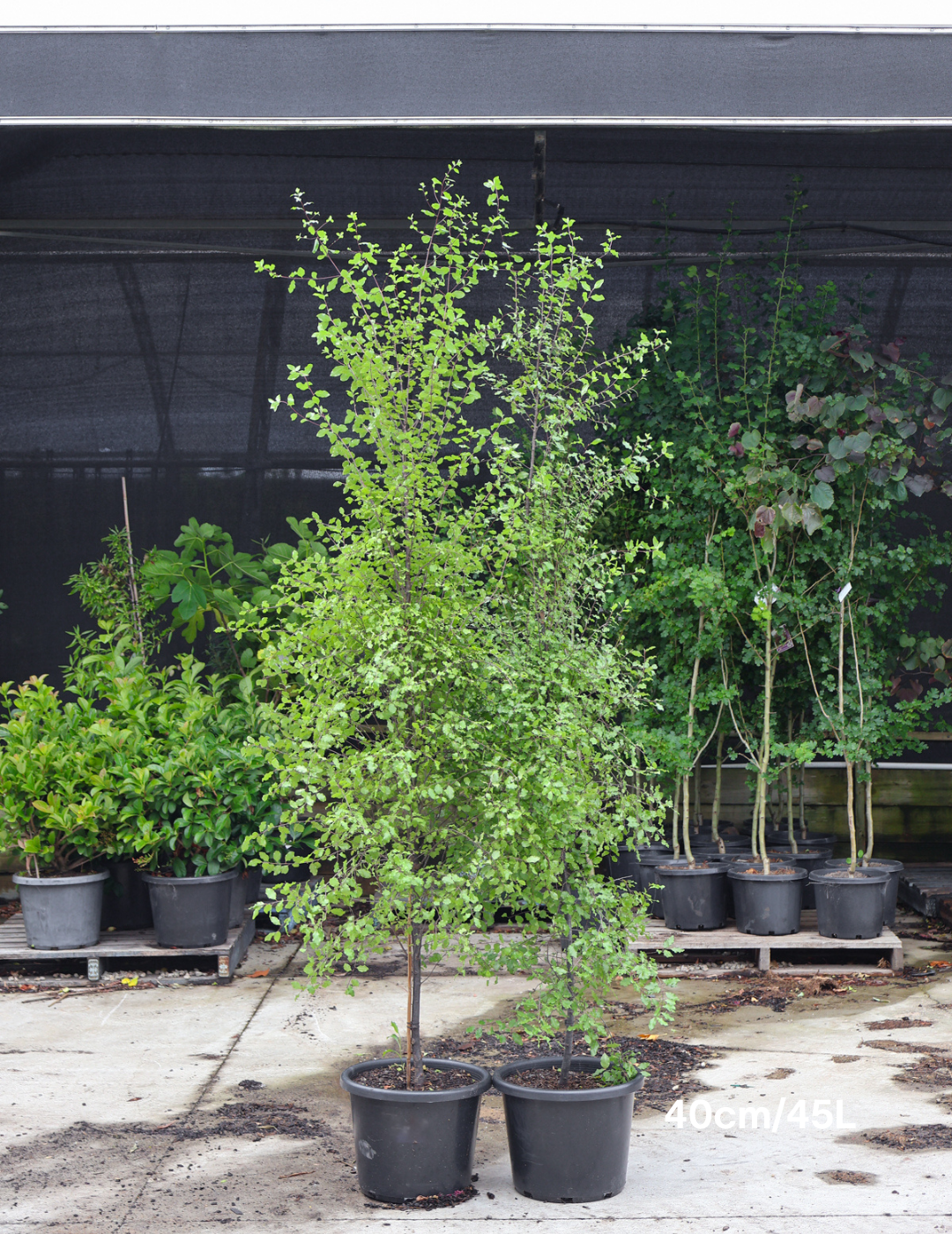 Pittosporum tenuifolium 'Silver Sheen' - Evergreen Trees Direct