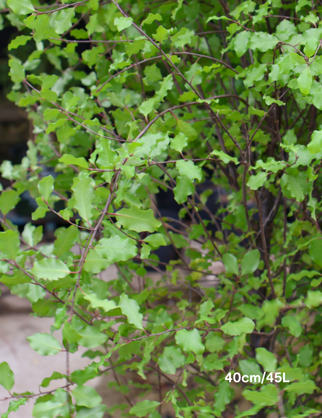 Pittosporum tenuifolium 'Silver Sheen' - Evergreen Trees Direct