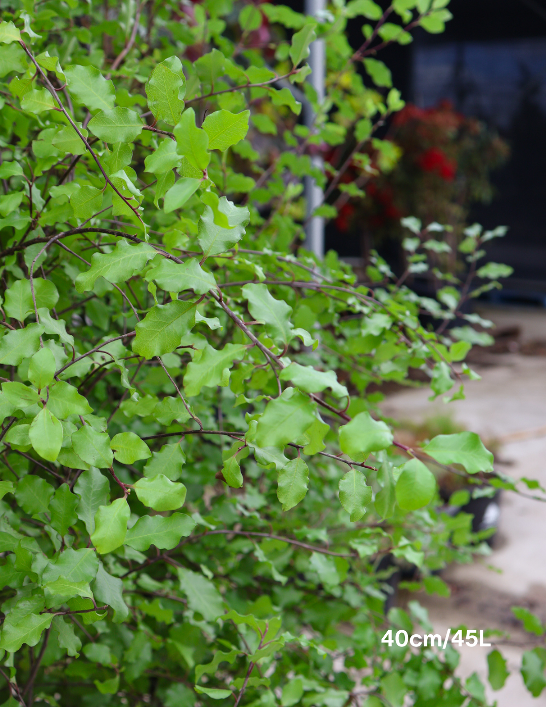 Pittosporum tenuifolium 'Silver Sheen' - Evergreen Trees Direct