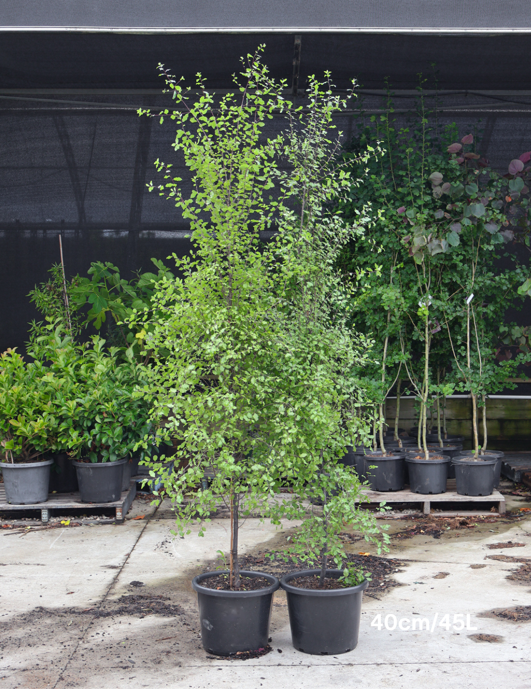 Pittosporum tenuifolium 'Silver Sheen' - Evergreen Trees Direct