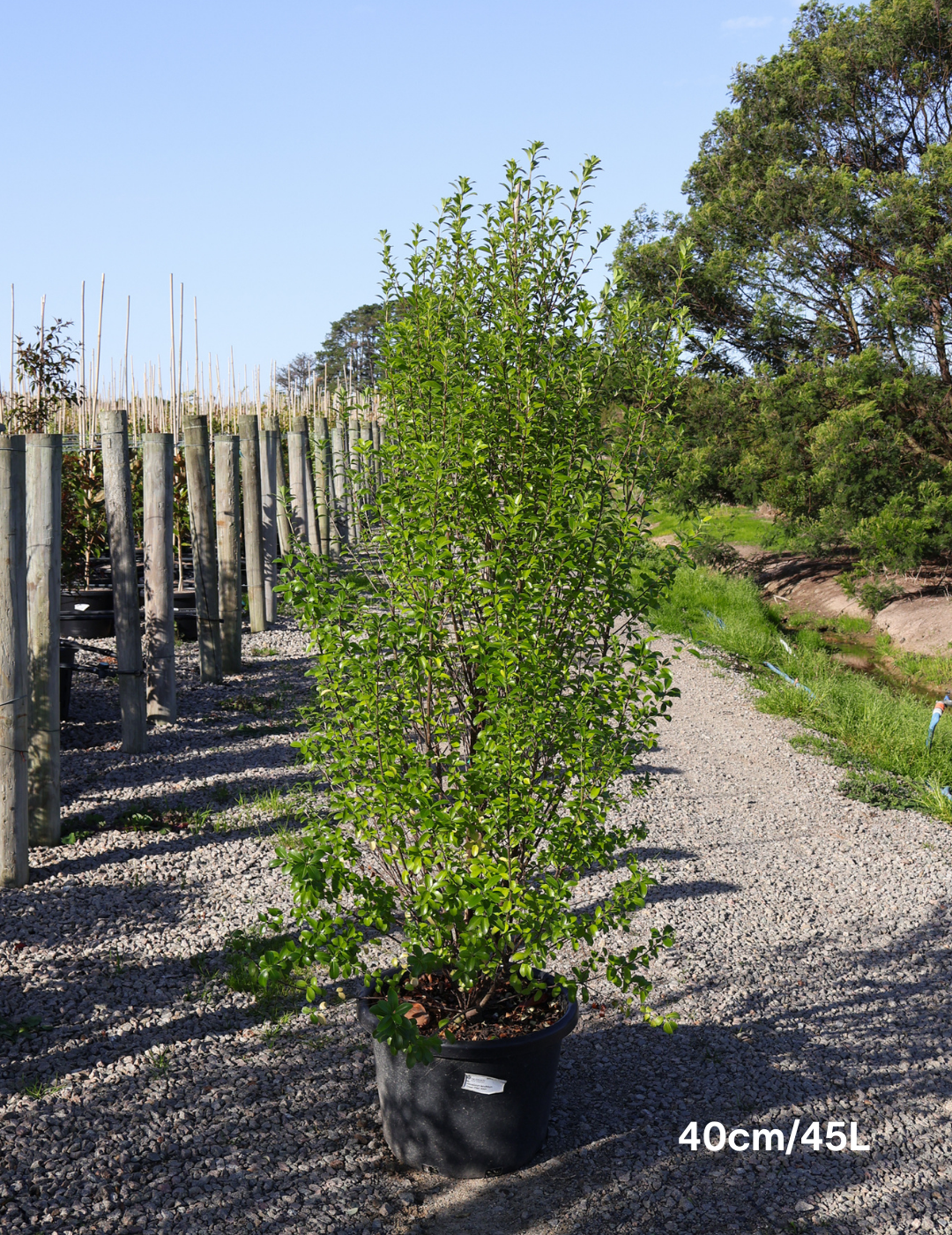 Pittosporum tenuifolium 'Green Pillar'