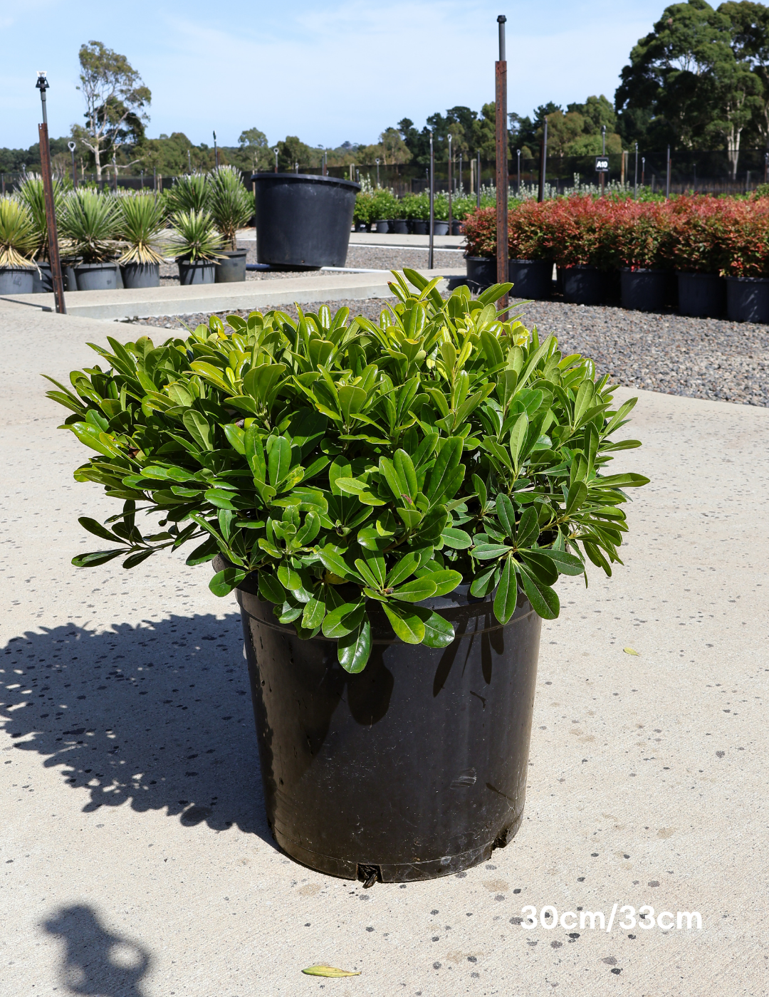 Pittosporum tobira 'Miss Muffet' - Evergreen Trees Direct