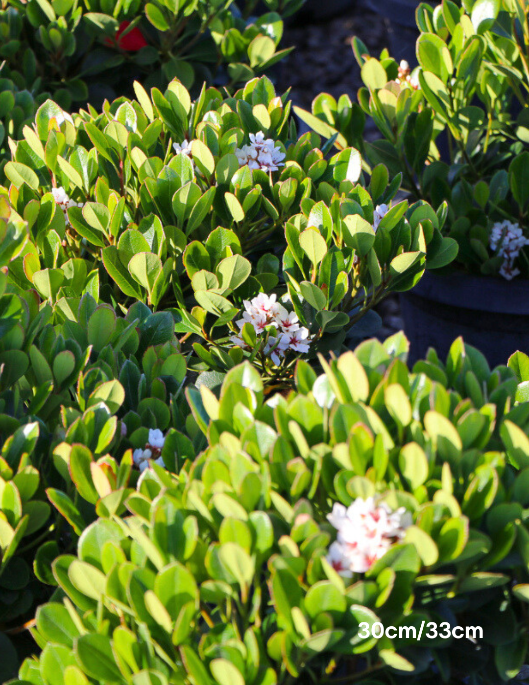 Pittosporum tobira 'Miss Muffet' - Evergreen Trees Direct