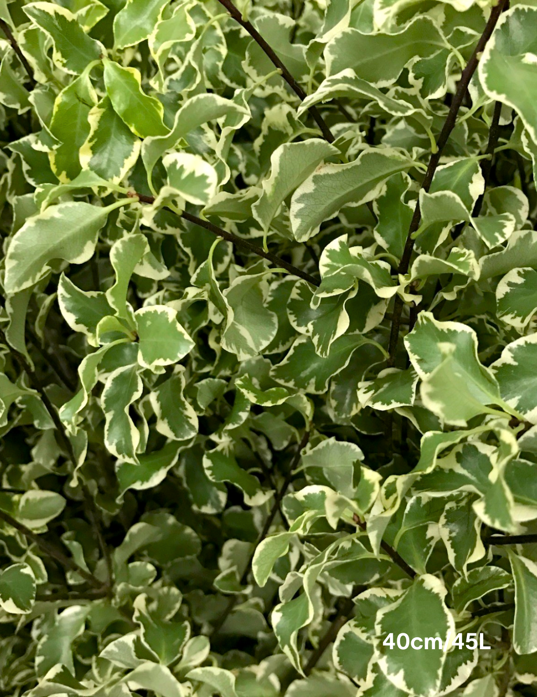 Pittosporum eugenoides 'Variegated'