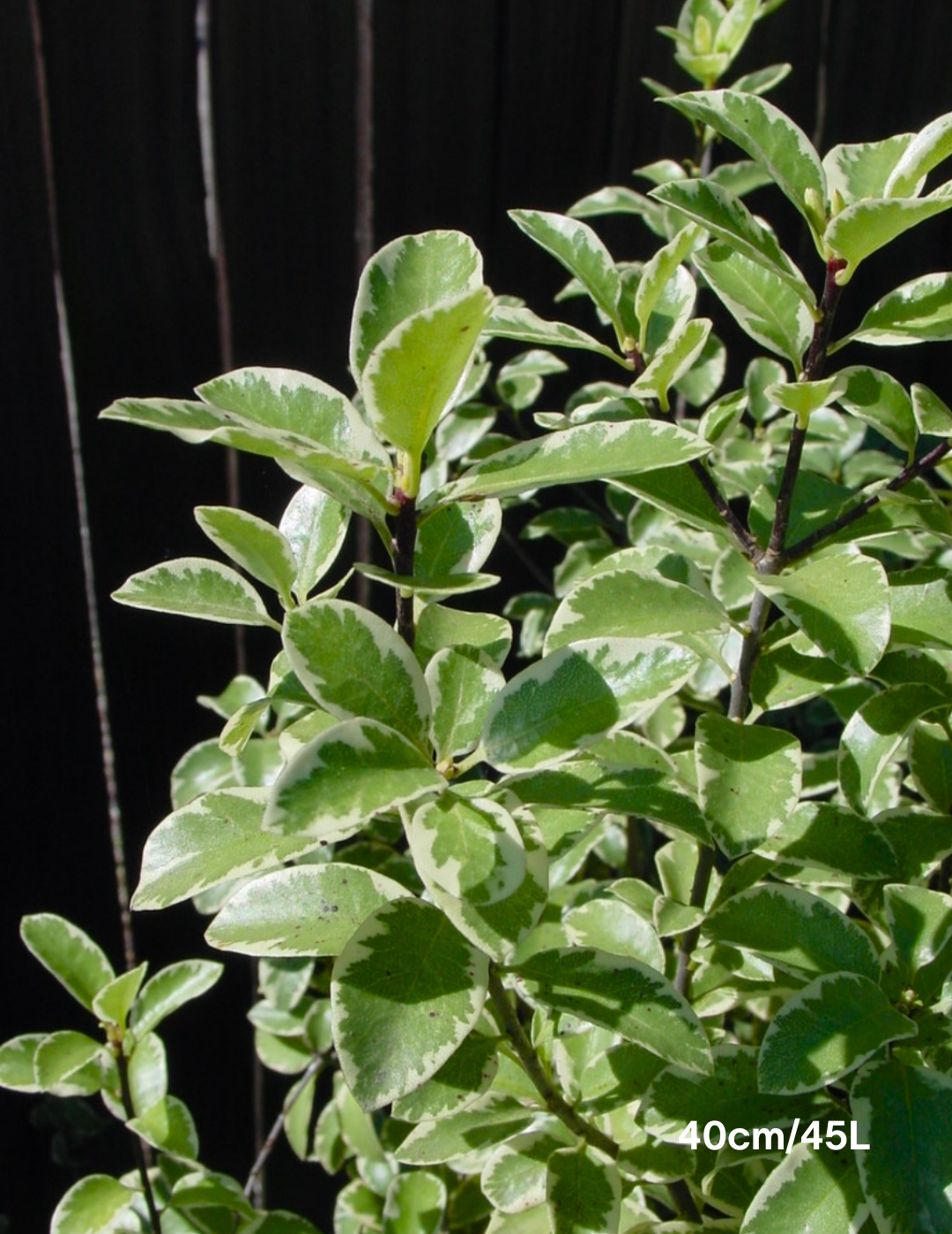 Pittosporum eugenoides 'Variegated'