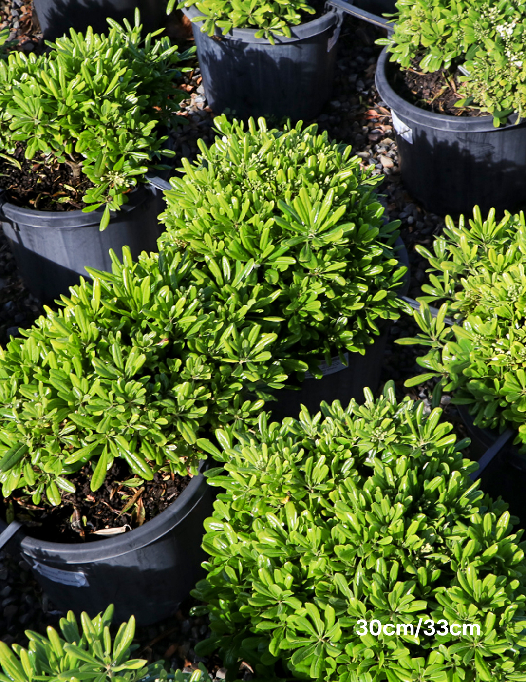 Pittosporum tobira 'Miss Muffet' - Evergreen Trees Direct