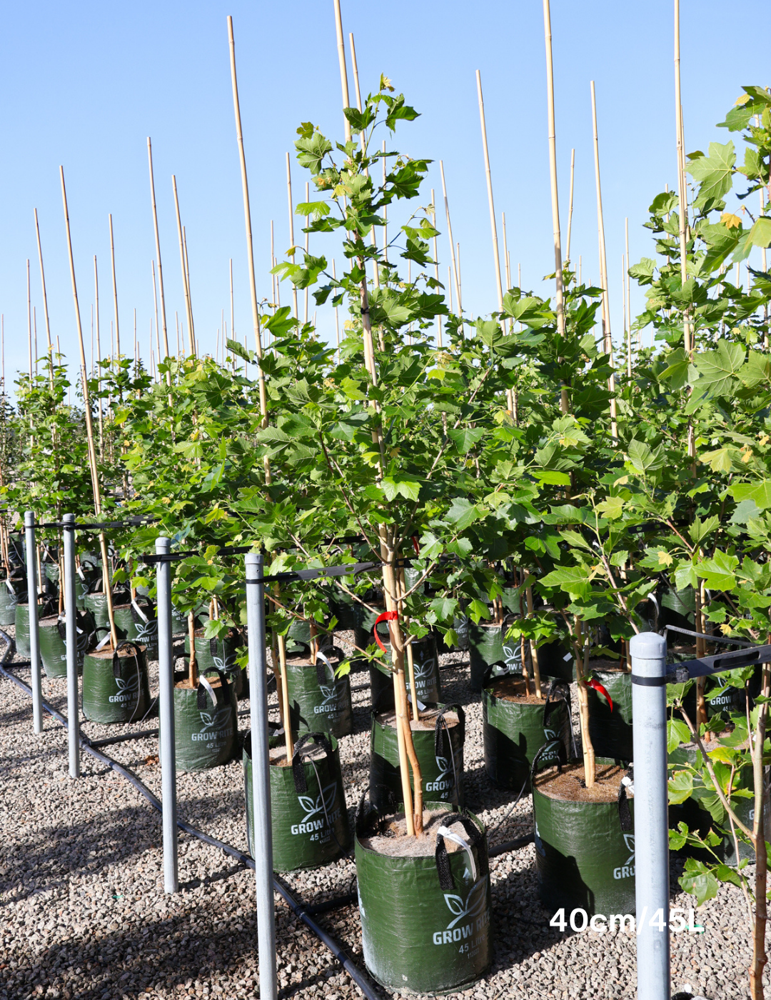 Platanus acerfolia 'Bloodgood'