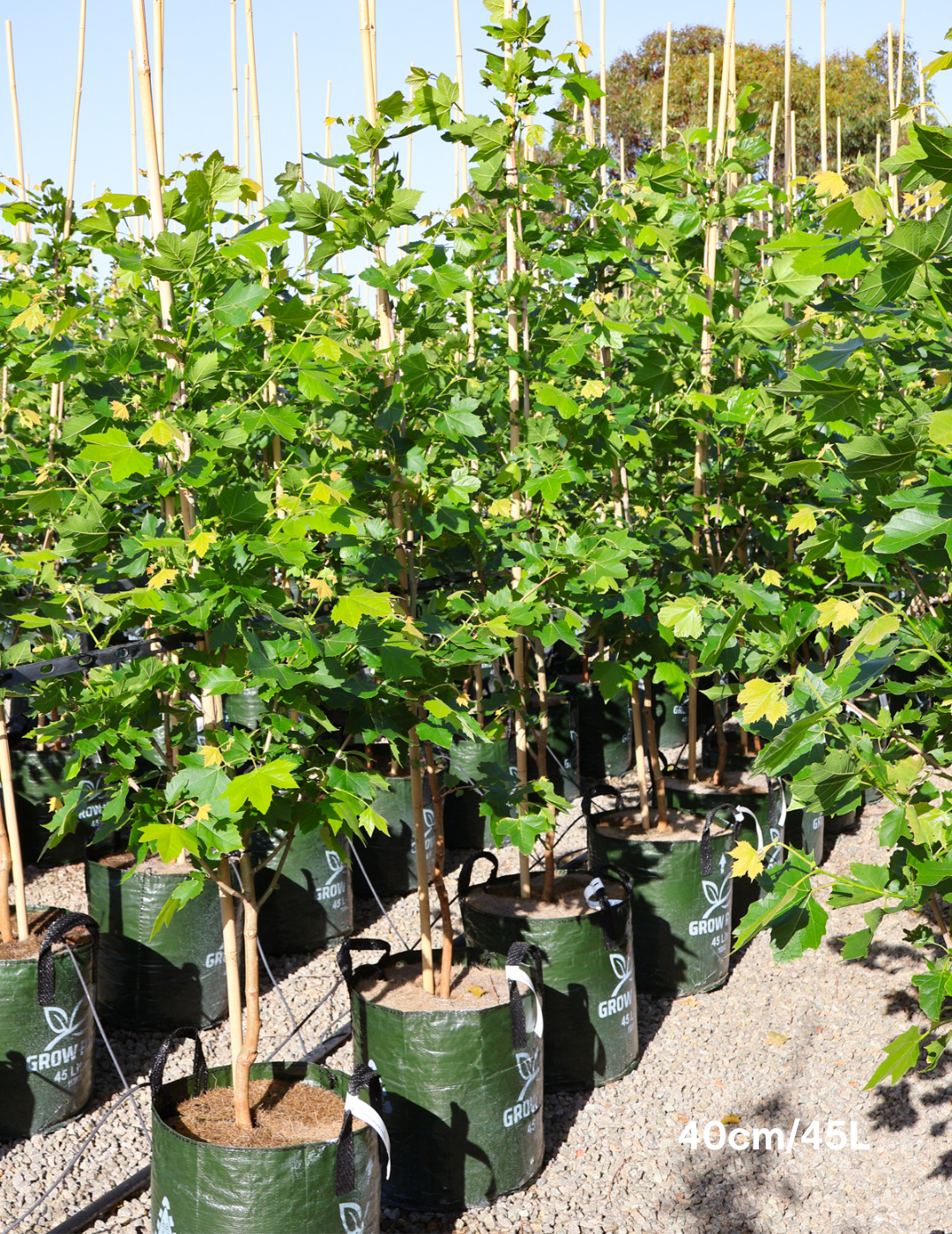 Platanus acerfolia 'Bloodgood' - Evergreen Trees Direct