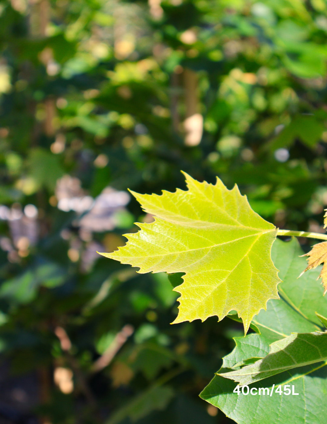 Platanus acerfolia 'Bloodgood' - Evergreen Trees Direct