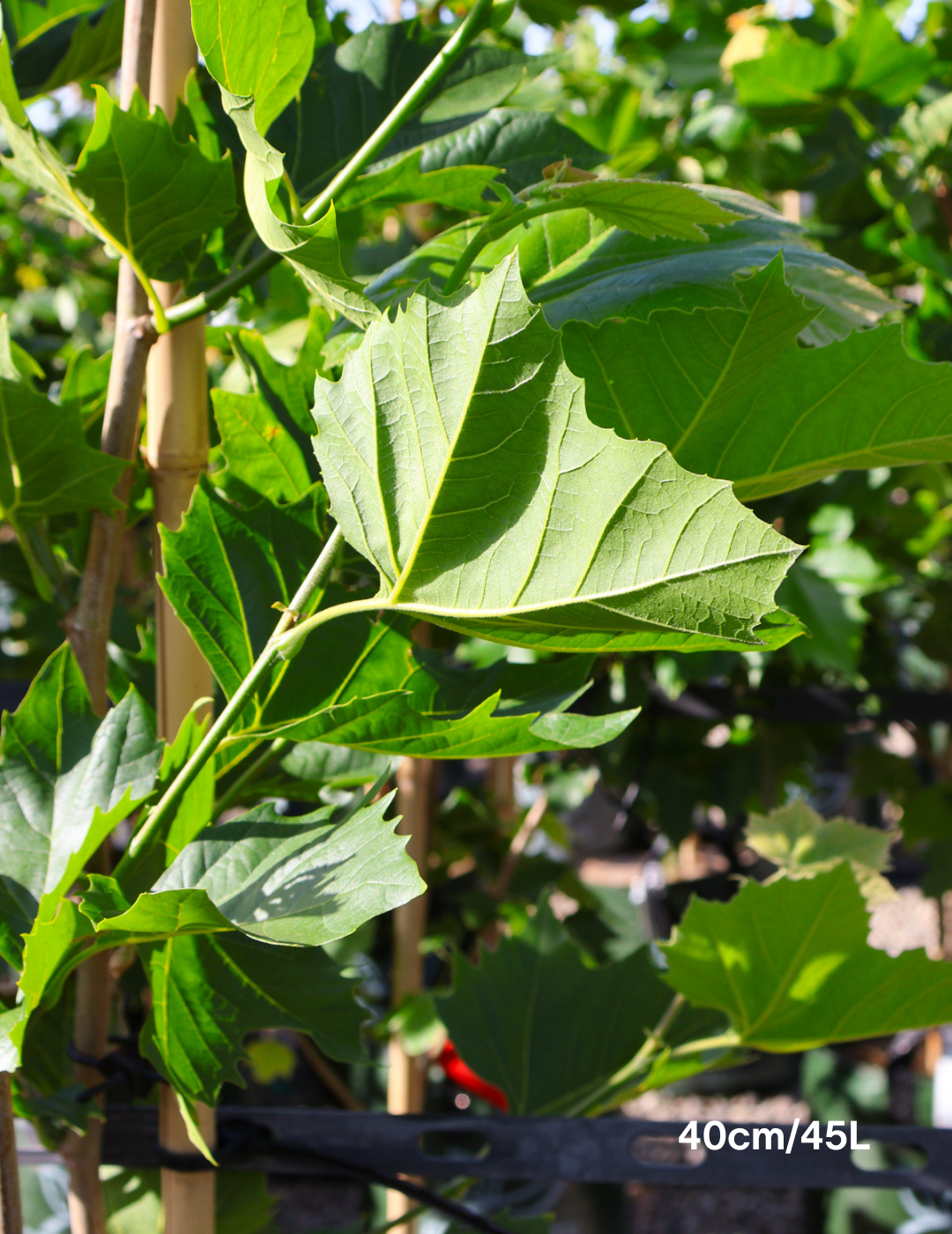 Platanus acerfolia 'Bloodgood' - Evergreen Trees Direct