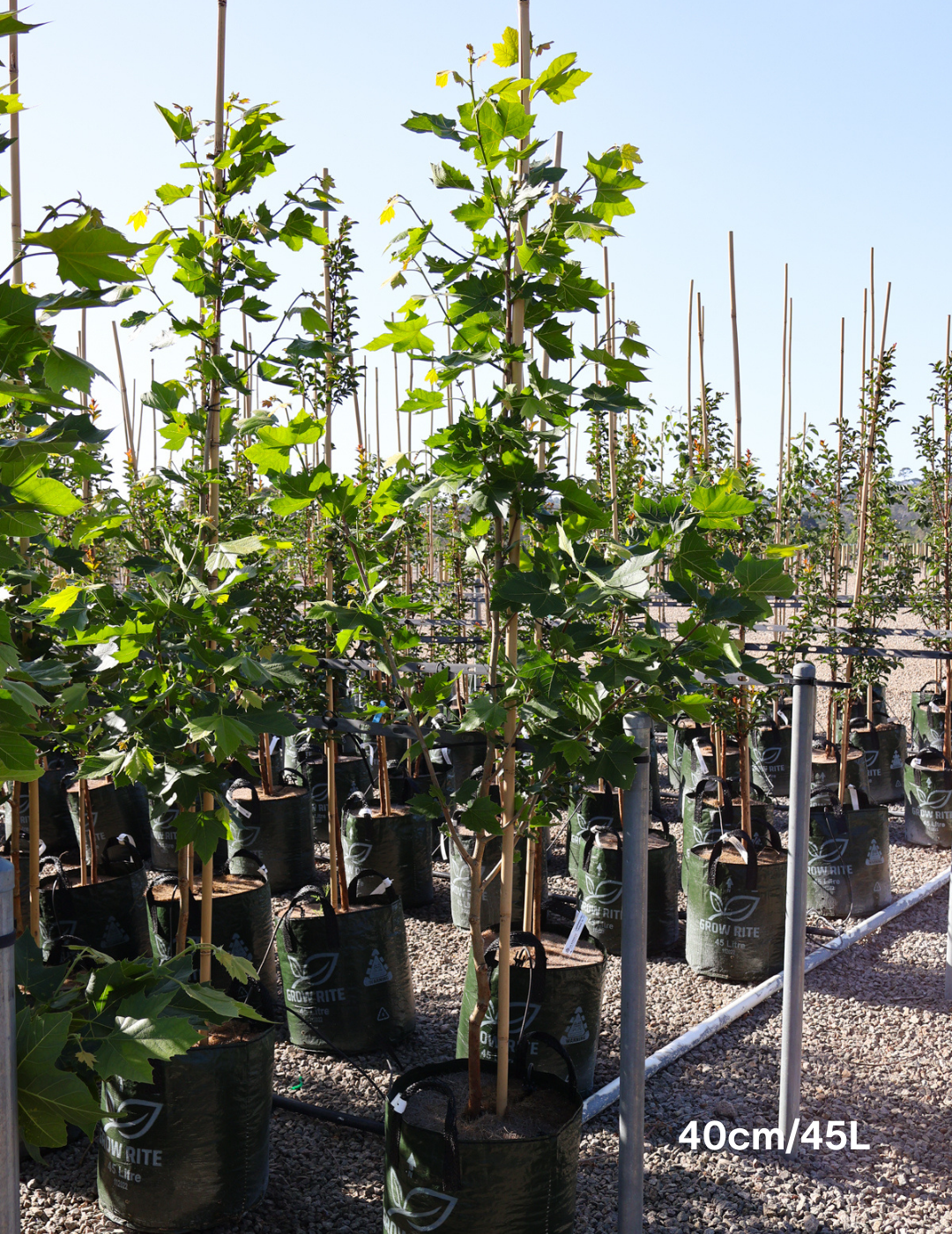 Platanus acerfolia 'Bloodgood' - Evergreen Trees Direct