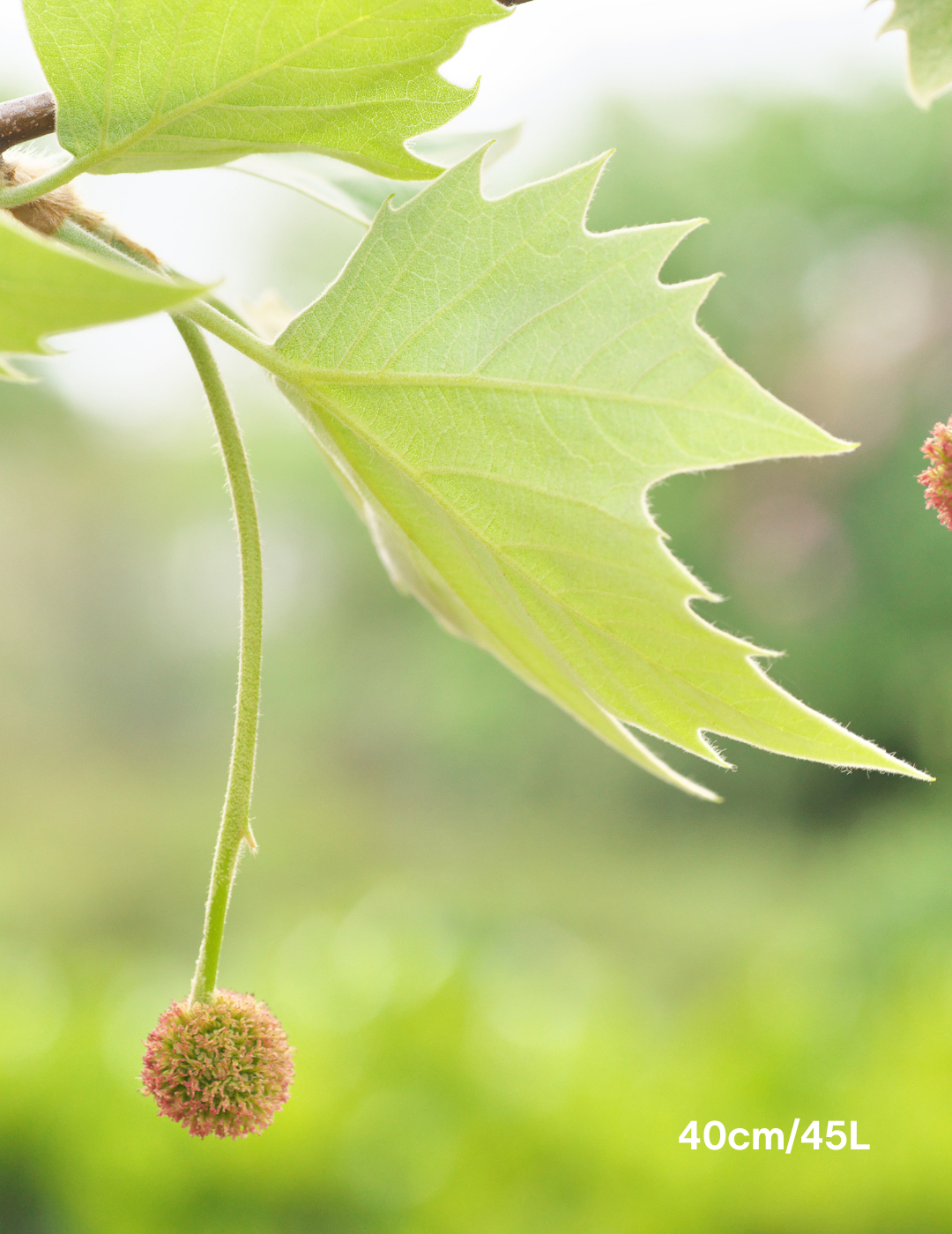 Platanus acerfolia 'Bloodgood' - Evergreen Trees Direct