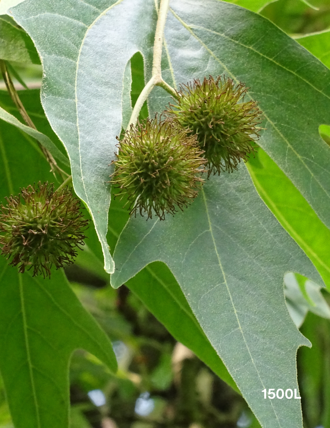 Platanus orientalis 'digitata' - Evergreen Trees Direct