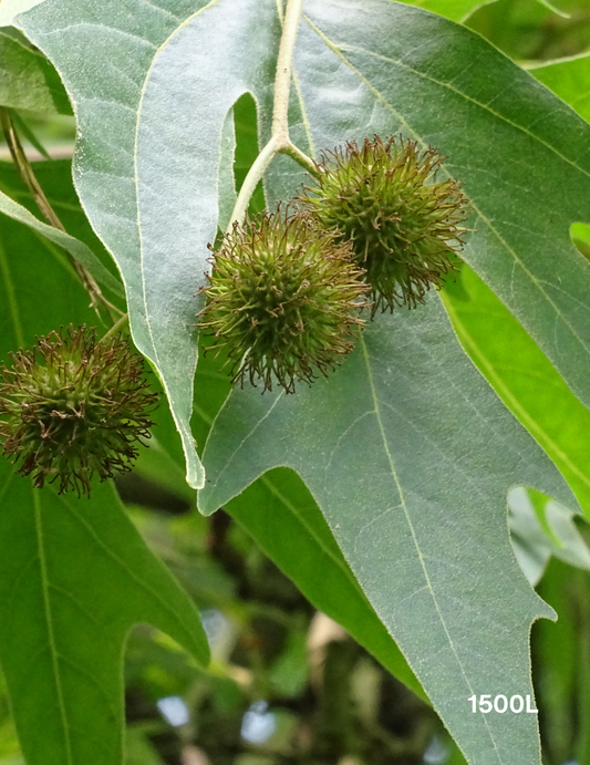 Platanus orientalis 'digitata'