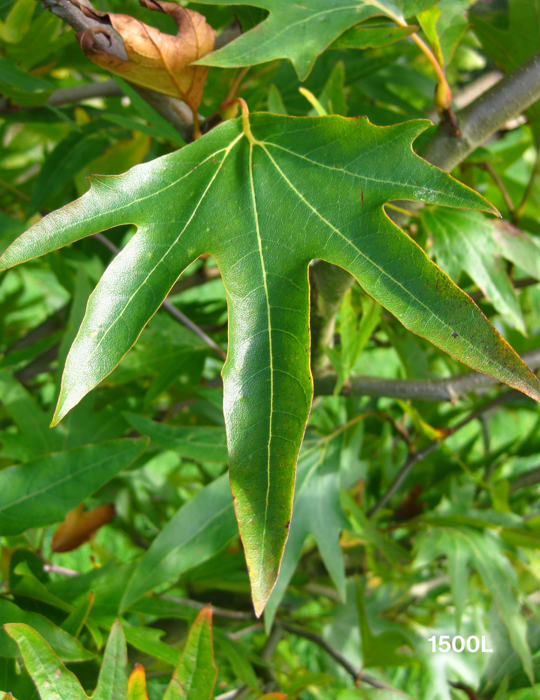 Platanus orientalis 'digitata' - Evergreen Trees Direct