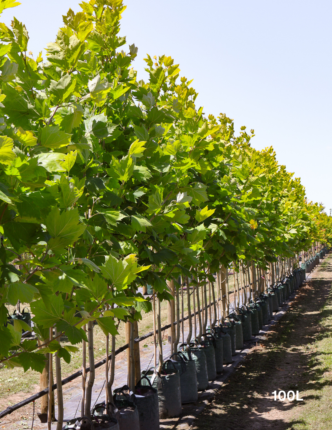 Platanus x acerifolia - London Plain Tree