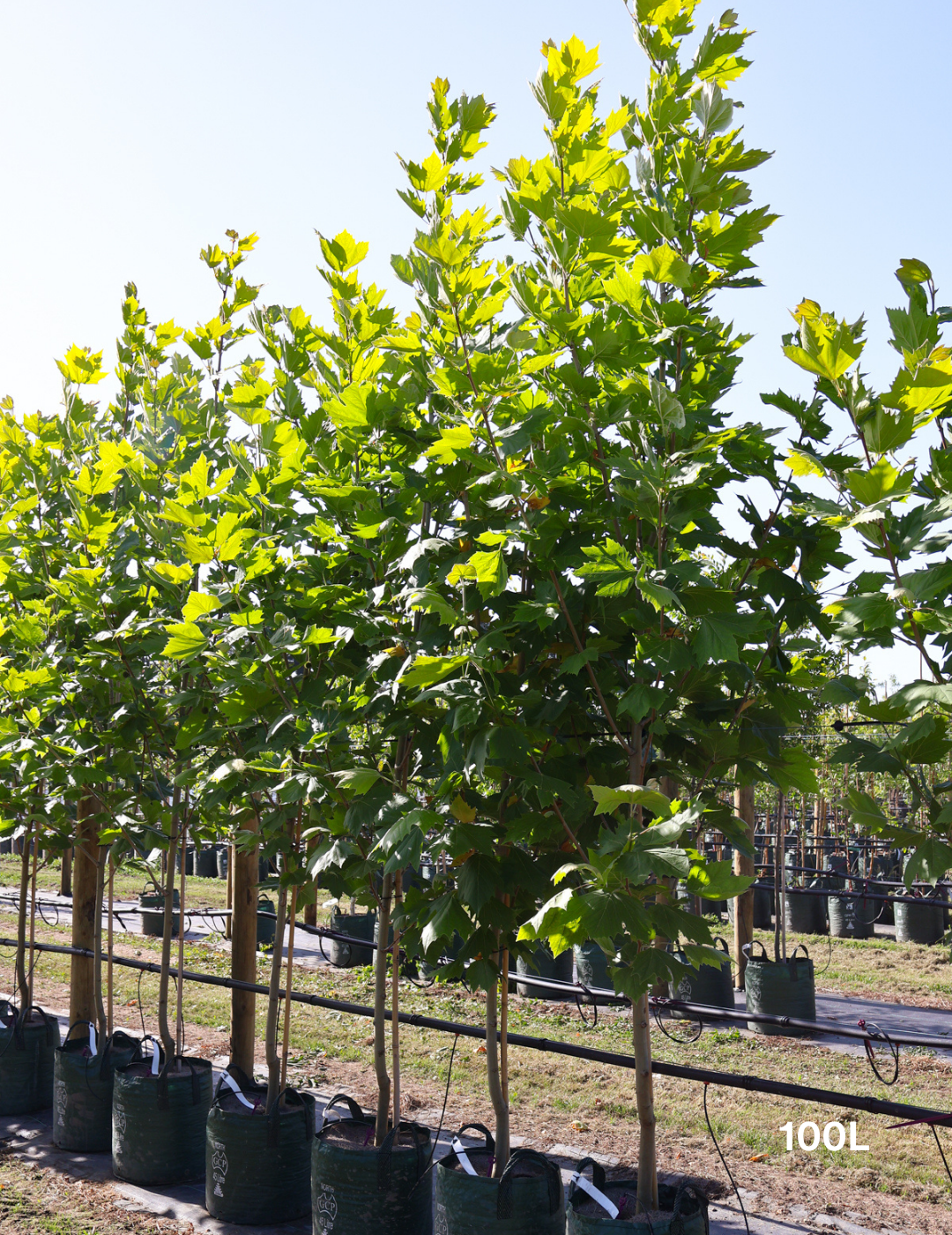 Platanus x acerifolia - London Plain Tree