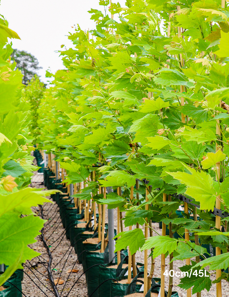 Platanus x acerifolia - London Plain Tree