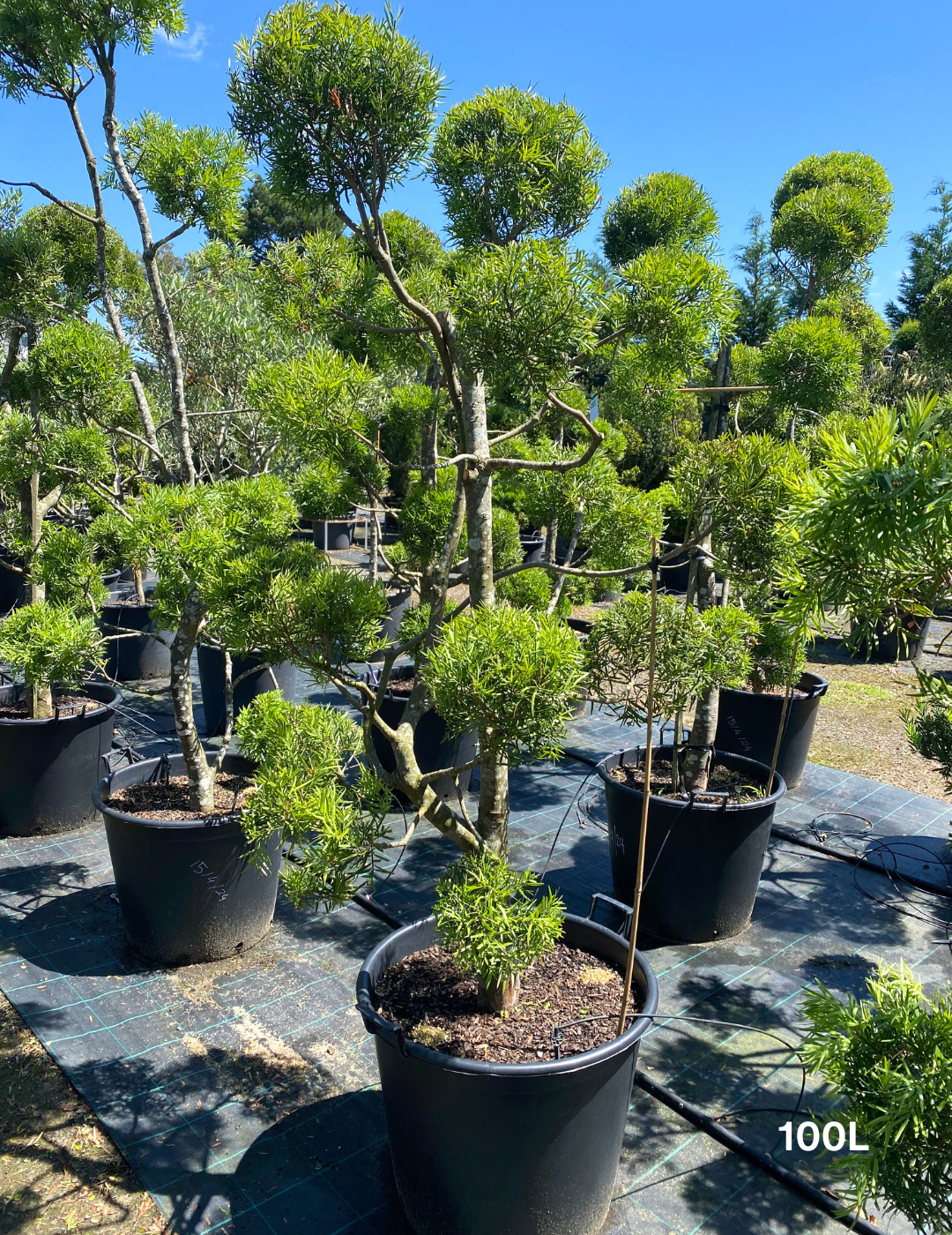 Podocarpus falcatus Clouds - Evergreen Trees Direct