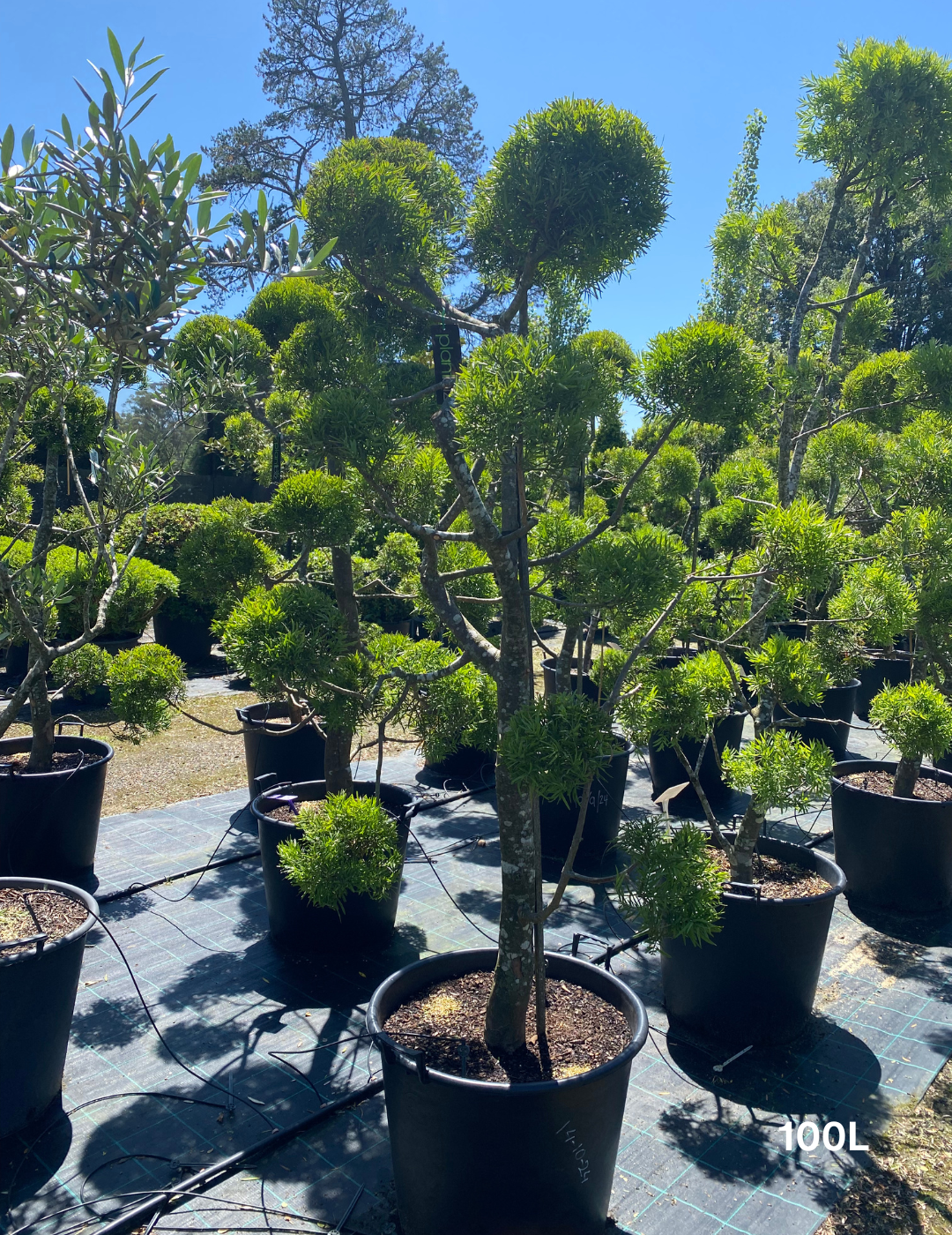 Podocarpus falcatus Clouds - Evergreen Trees Direct