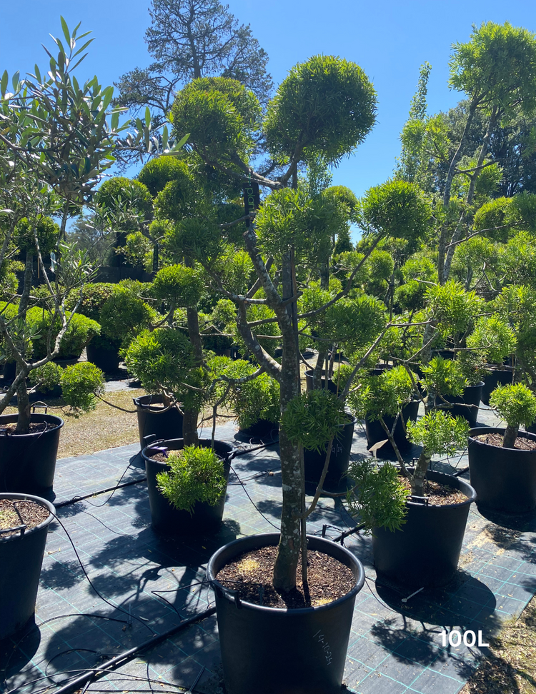 Podocarpus falcatus Clouds