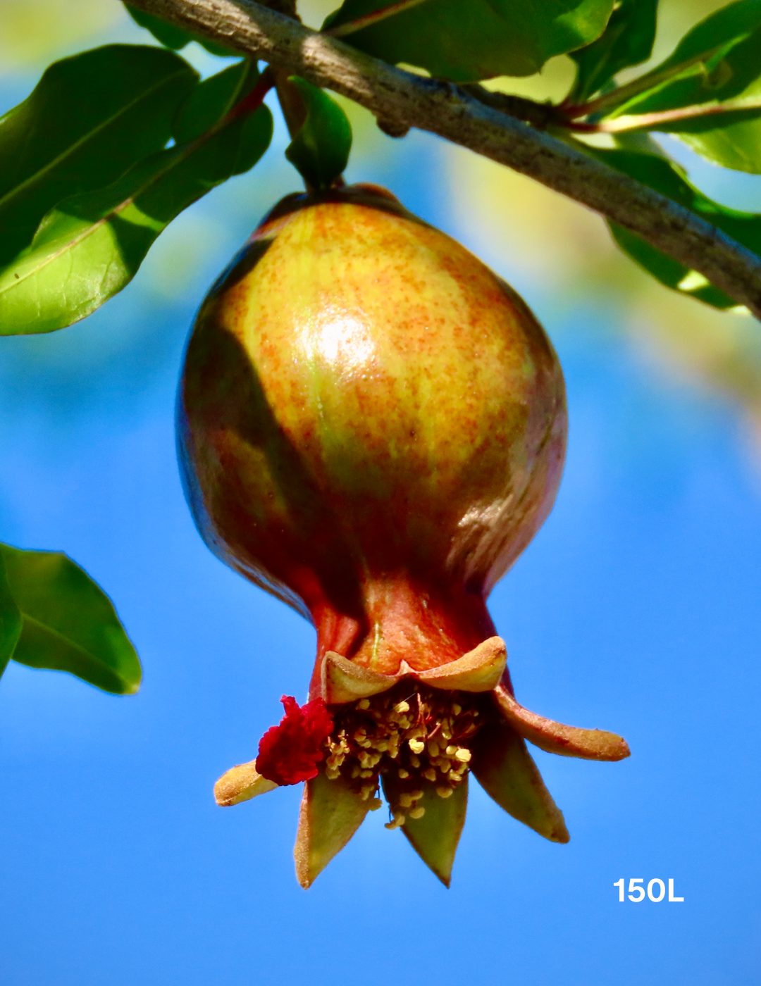 Punica granatum 'Wonderful' Pomegranate Tree - Evergreen Trees Direct