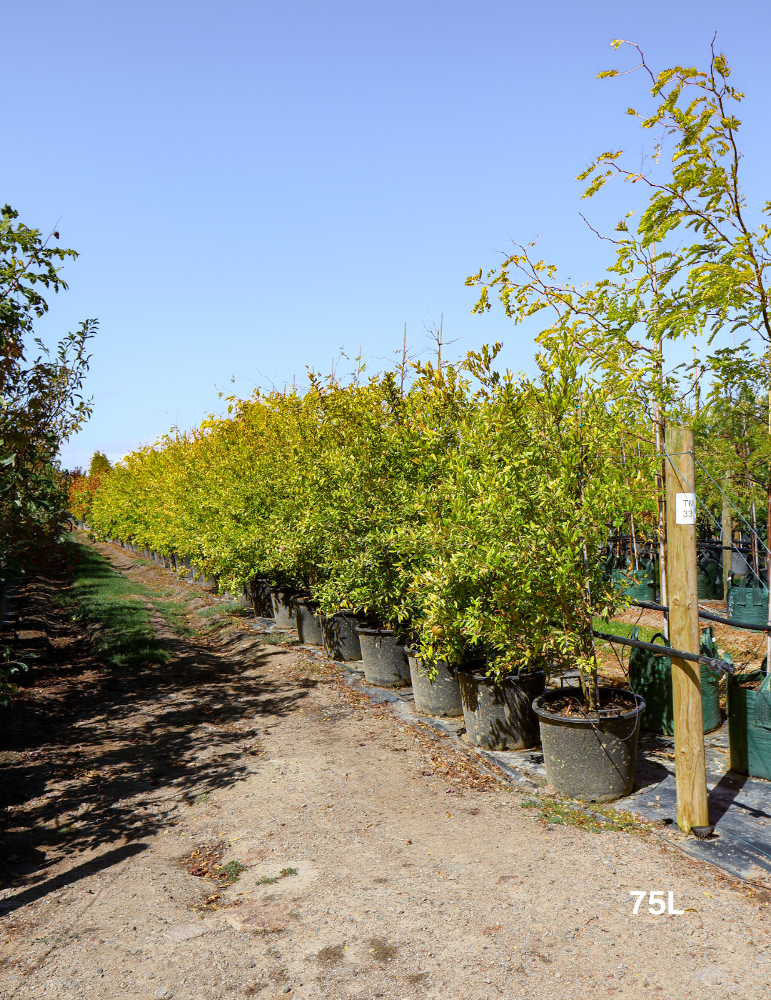 Punica granatum 'Wonderful' Pomegranate Tree - Evergreen Trees Direct