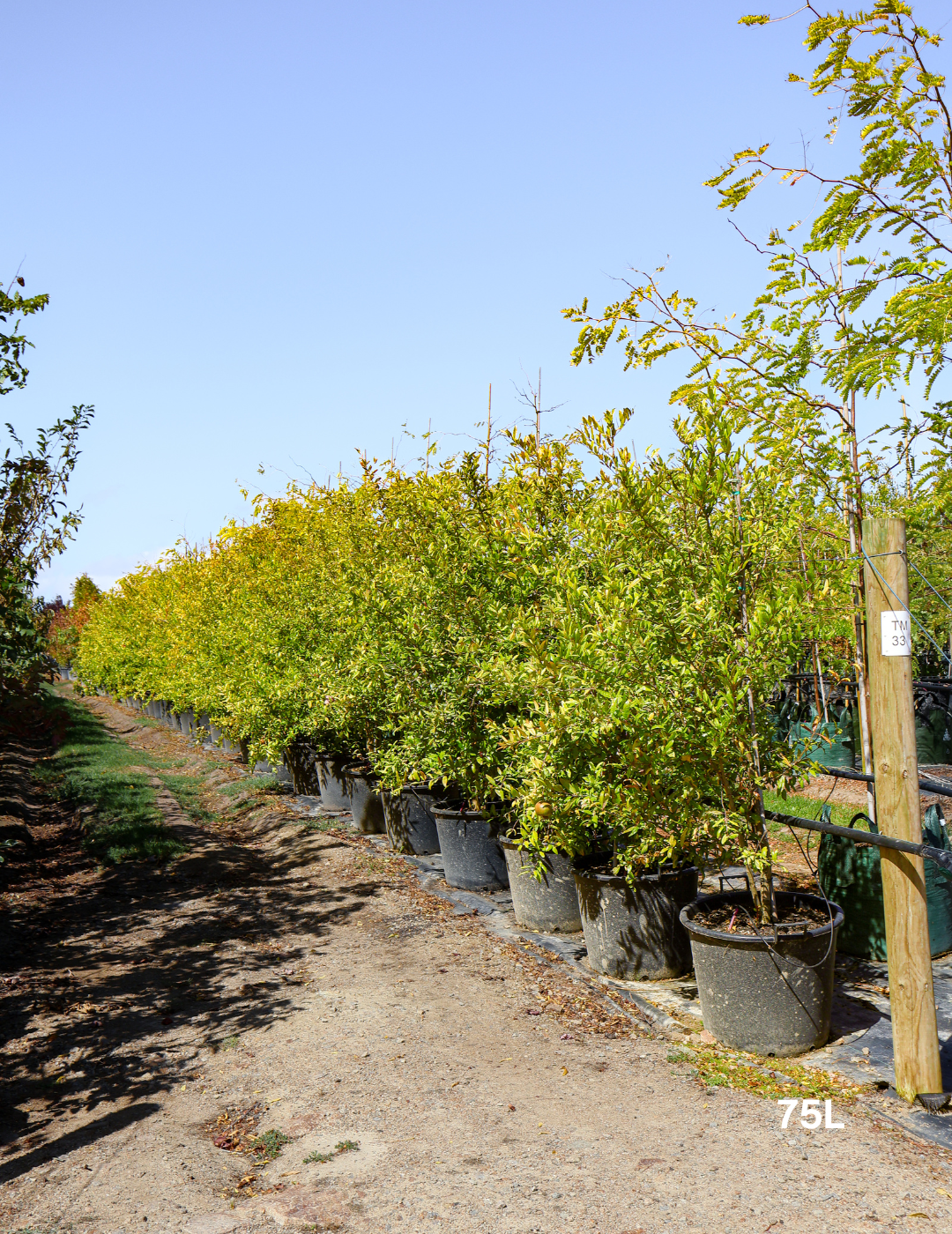 Punica granatum 'Wonderful' Pomegranate Tree - Evergreen Trees Direct