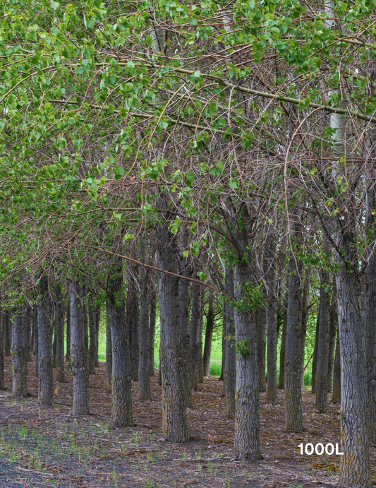 Populus deltoides